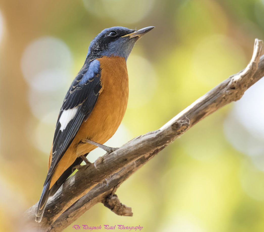 Blue-capped Rock Thrush